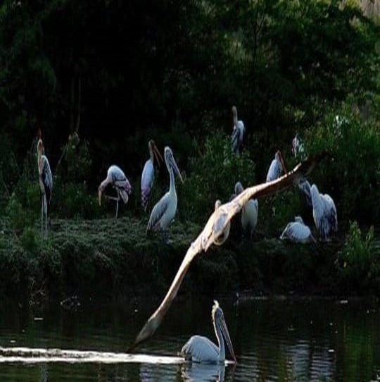 Kolleru Lake
